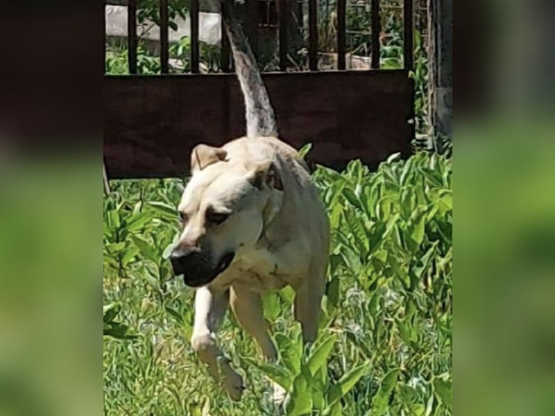 Traumhafte Hündin sucht ein Zuhause