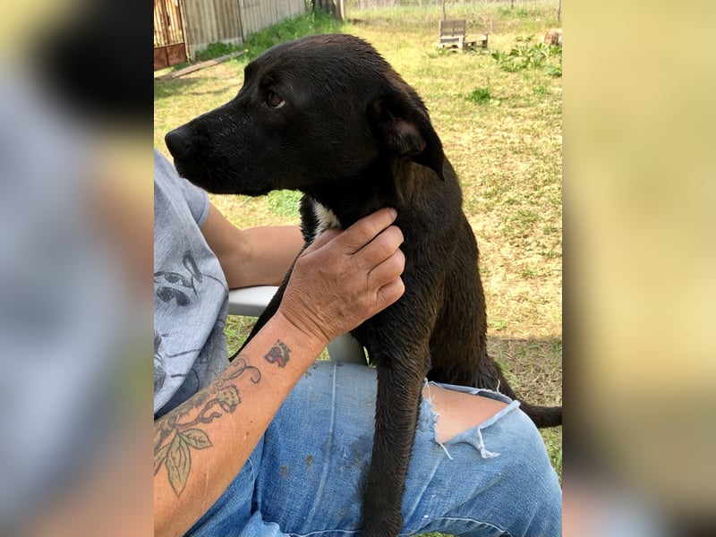 Unsere Traumhündin Dèzi sucht dich!