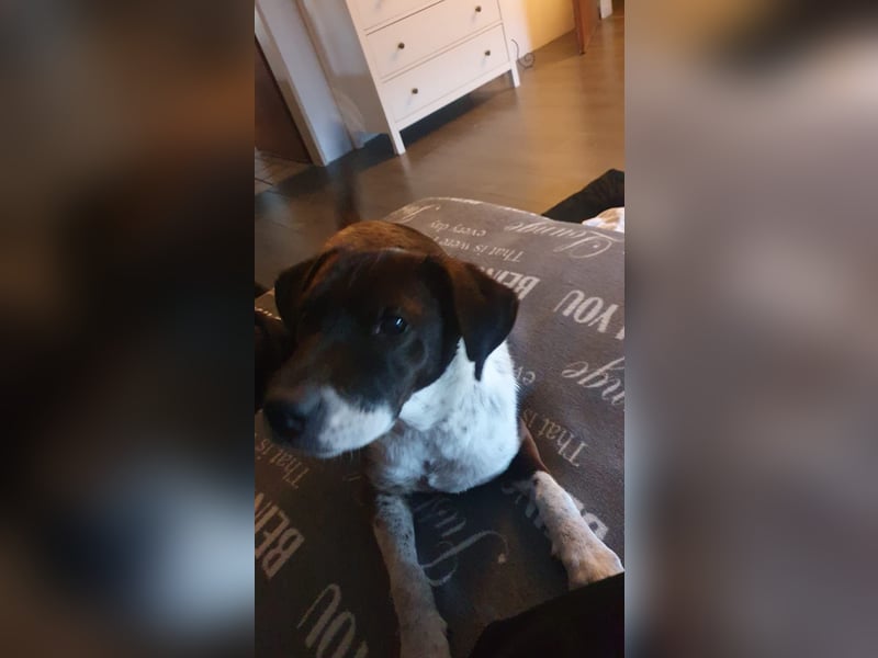 Buksi sucht seine Familie! (auf Pflegestelle in Schüttorf)