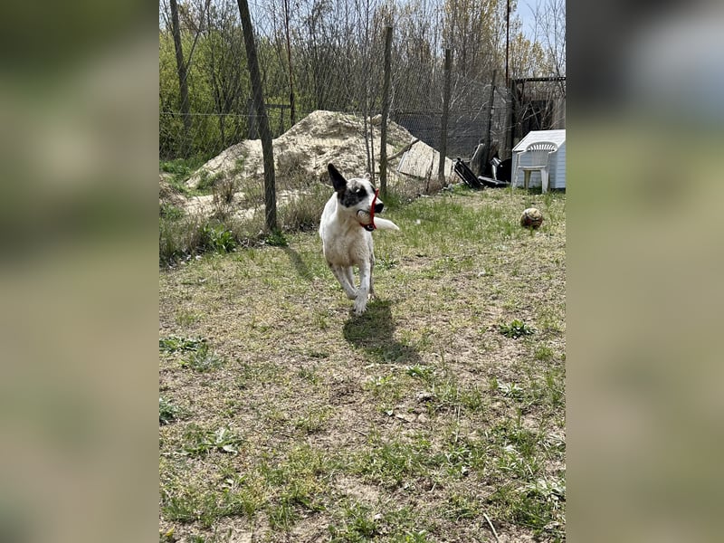 Zeusz, ein toller Hundemann sucht ein Zuhause