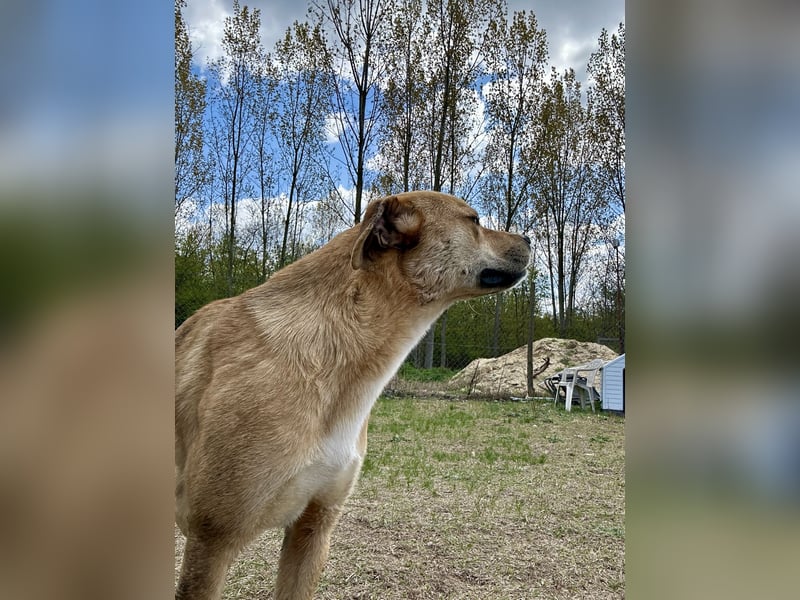 Fredi, Rüde, 3 Jahre ist ein toller Familienhund