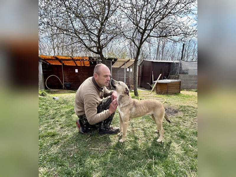 Wundervolle Hündin Csuti sucht ein Zuhause.