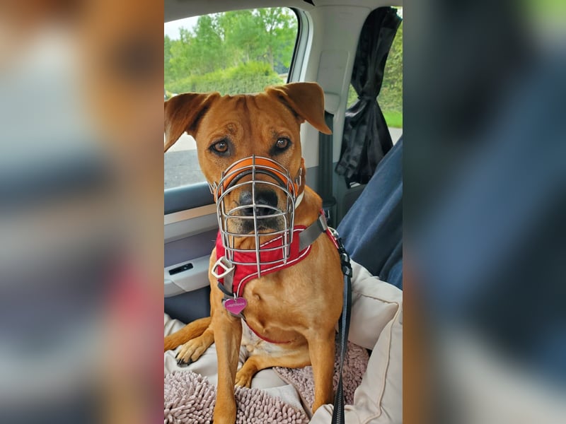 Marla sucht ein neues Zuhause (auf Pflegestelle in Billerbeck)