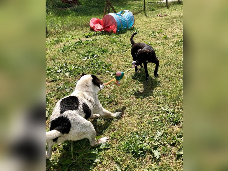 Unsere Traumhündin Dèzi sucht dich!