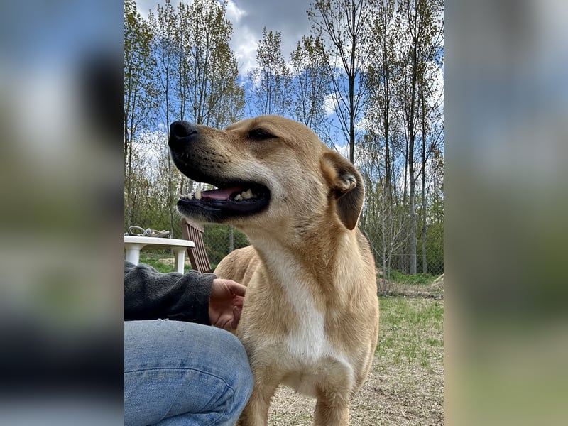 Fredi, Rüde, 3 Jahre ist ein toller Familienhund