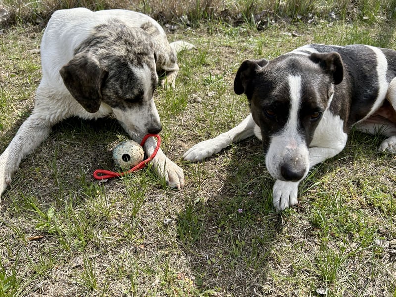 Seit fast 4 Jahren wartet die liebe CUKOR auf ihr Glück....auf IHRE Familie.