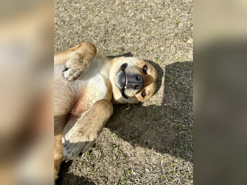 Fredi, Rüde, 3 Jahre ist ein toller Familienhund