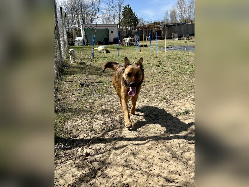 Wunderbare Lola, 3 Jahre alt, ca. 41 cm groß, sucht dich!