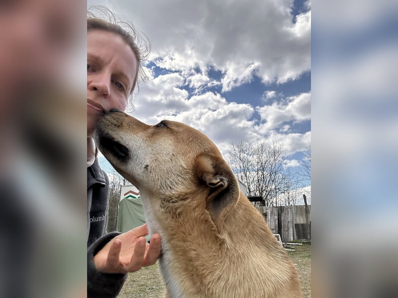 Fredi, Rüde, 3 Jahre ist ein toller Familienhund