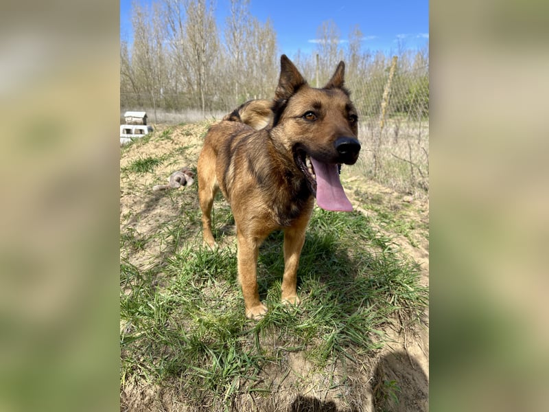 Wunderbare Lola, 3 Jahre alt, ca. 41 cm groß, sucht dich!