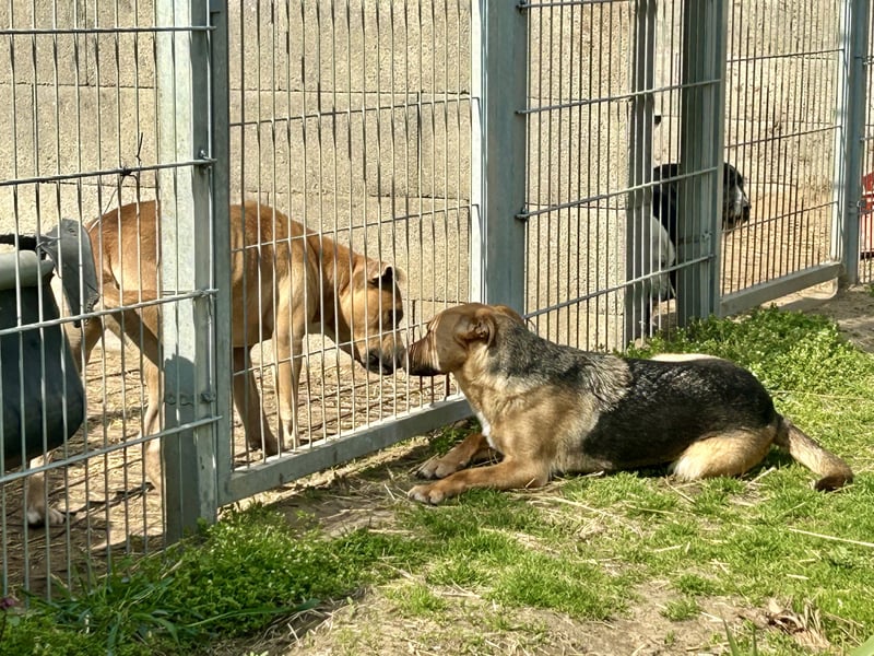 Bella, Hündin, absolut lieb und verschmust