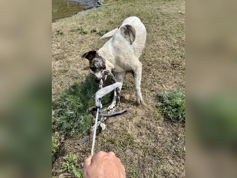 Zeusz, ein toller Hundemann sucht ein Zuhause