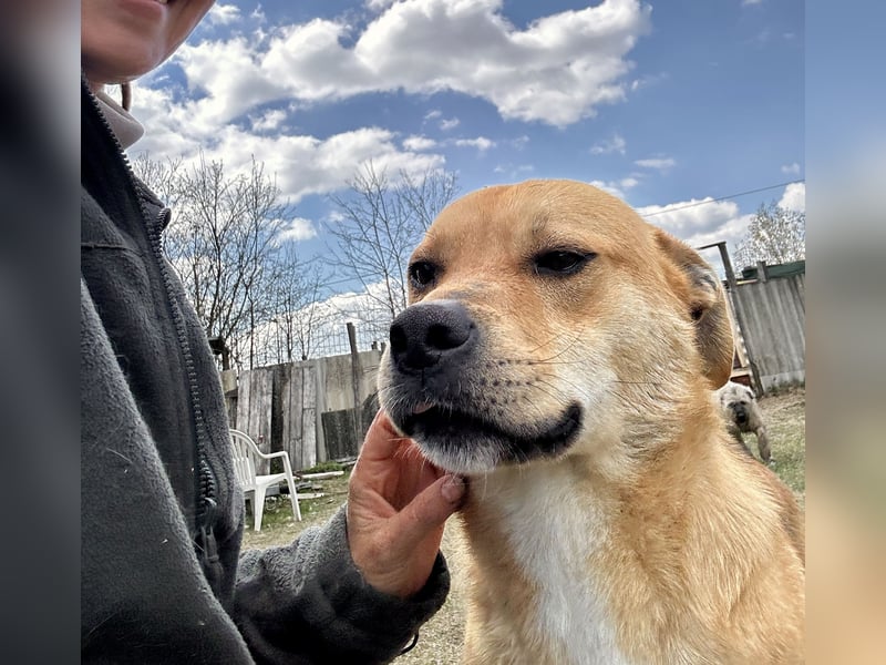 Fredi, Rüde, 3 Jahre ist ein toller Familienhund