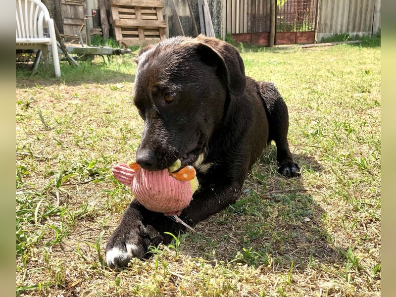 Unsere Traumhündin Dèzi sucht dich!