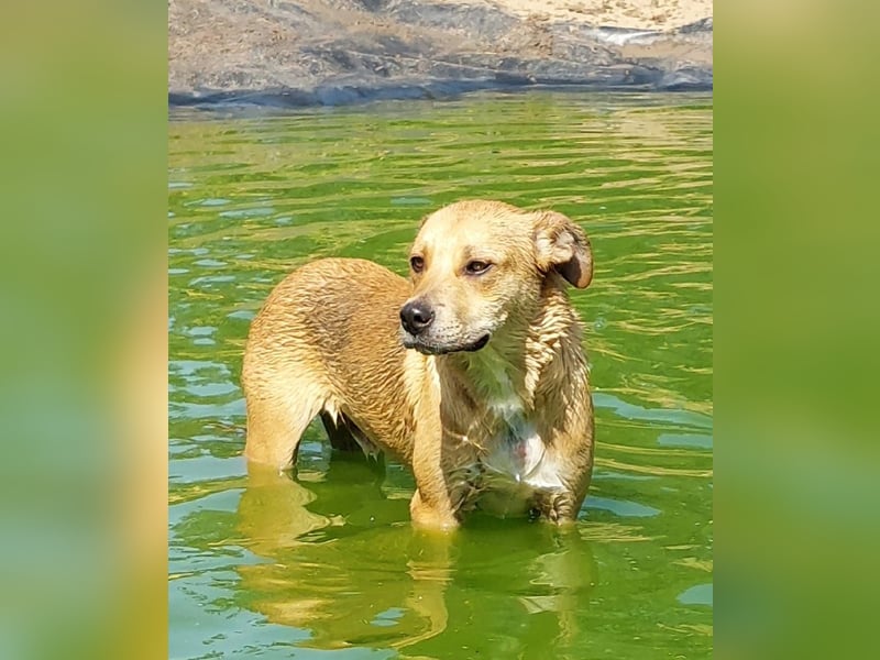 Fredi, Rüde, 3 Jahre ist ein toller Familienhund