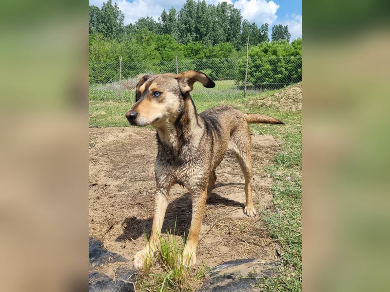 Herzenshund Pluto