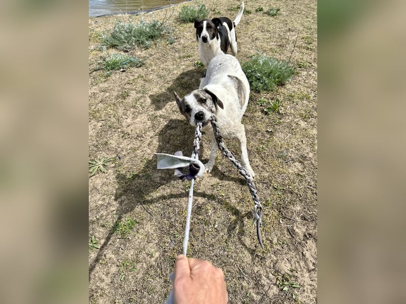 Zeusz, ein toller Hundemann sucht ein Zuhause