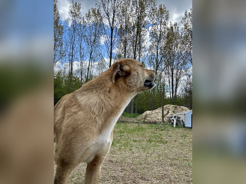 Fredi, Rüde, 3 Jahre ist ein toller Familienhund