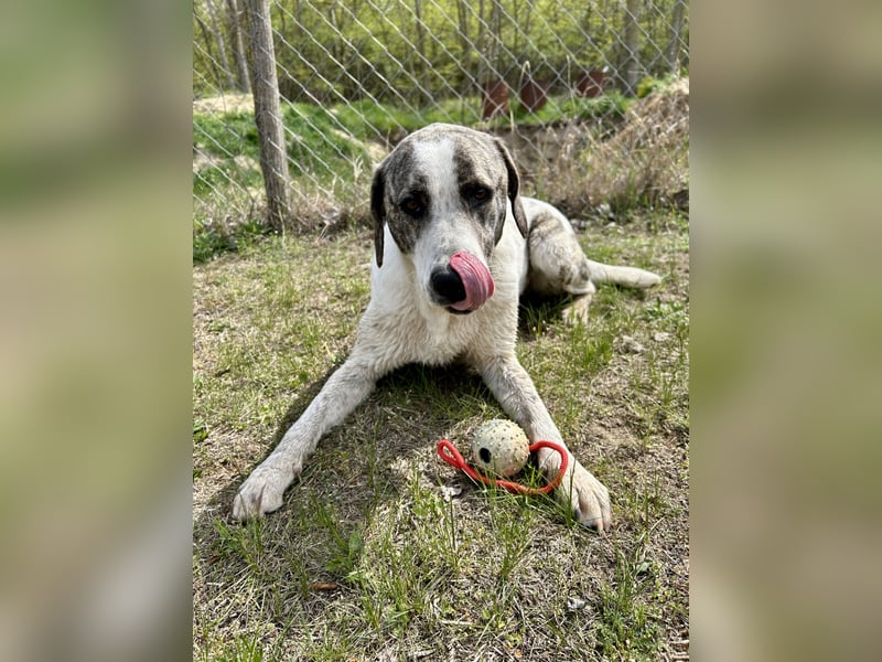 Zeusz, ein toller Hundemann sucht ein Zuhause