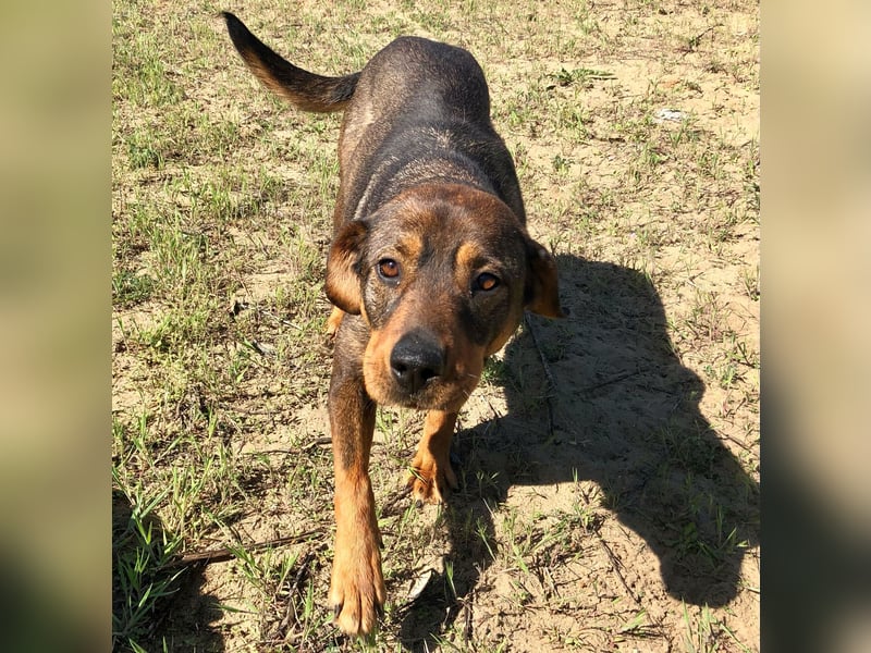 Unsere Herzensdame sucht!