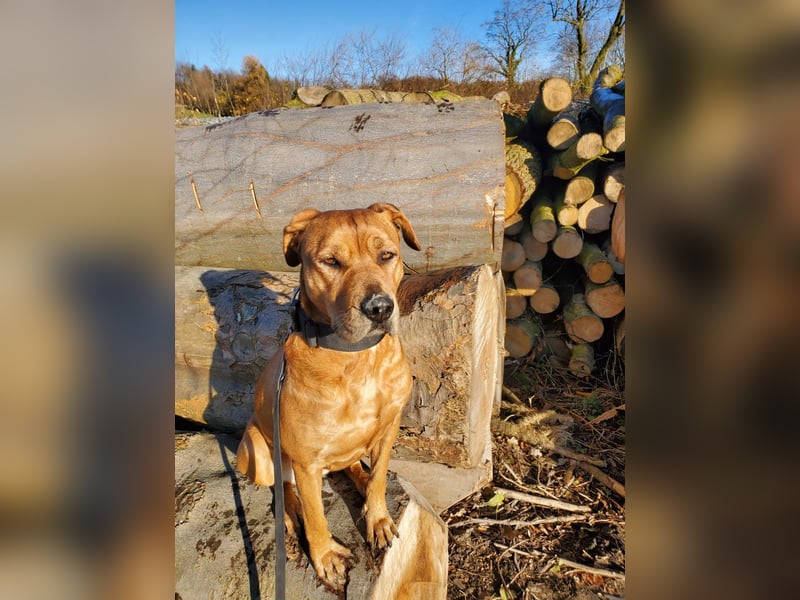 Marla sucht ein neues Zuhause (auf Pflegestelle in Billerbeck)
