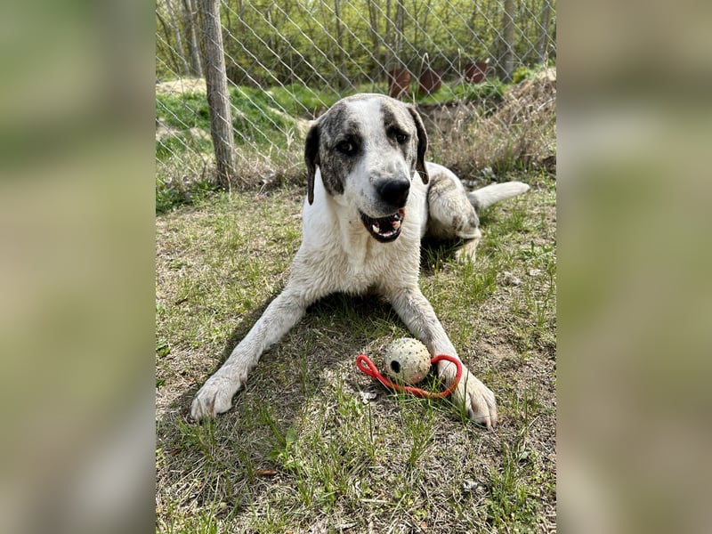 Zeusz, ein toller Hundemann sucht ein Zuhause