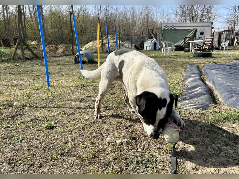 Folti, Rüde, lieb und menschenbezogen.