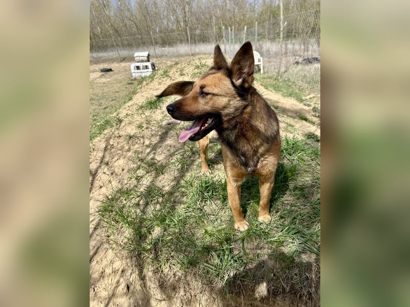 Wunderbare Lola, 3 Jahre alt, ca. 41 cm groß, sucht dich!