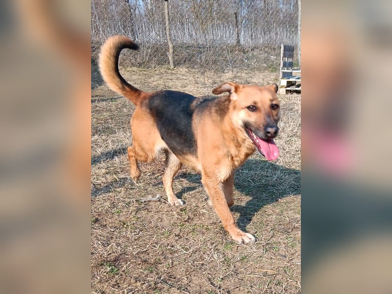 Bella, Hündin, absolut lieb und verschmust