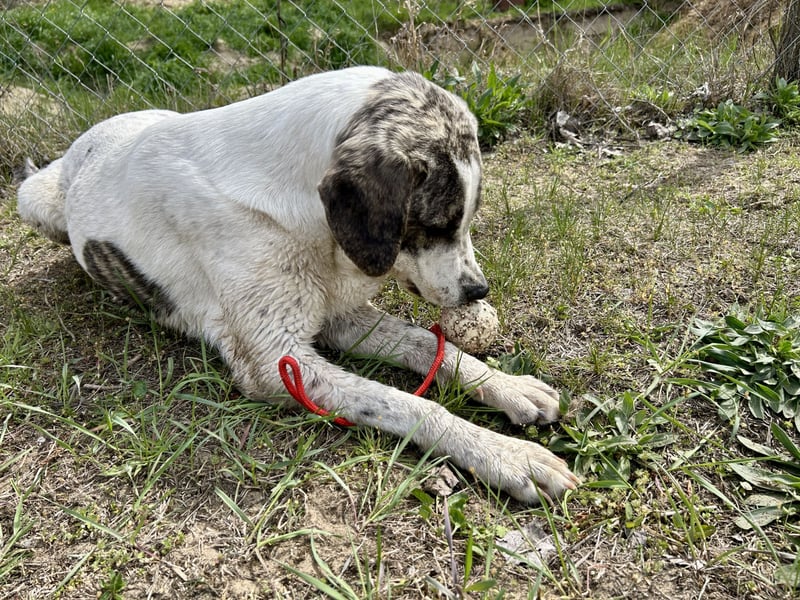 Zeusz, ein toller Hundemann sucht ein Zuhause