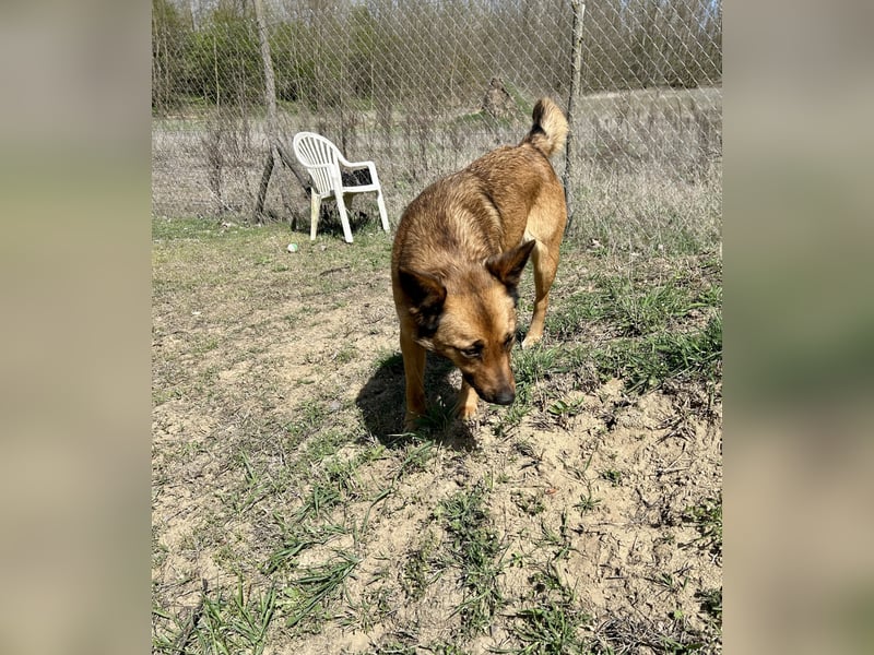 Wunderbare Lola, 3 Jahre alt, ca. 41 cm groß, sucht dich!