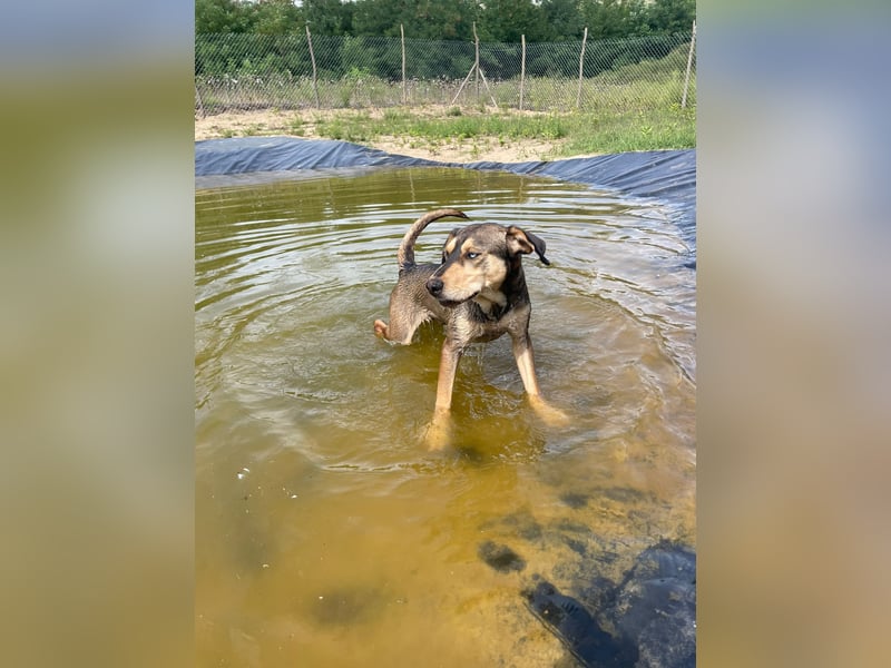 Herzenshund Pluto