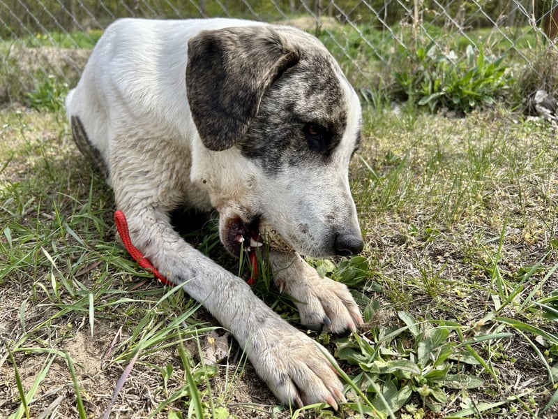 Zeusz, ein toller Hundemann sucht ein Zuhause