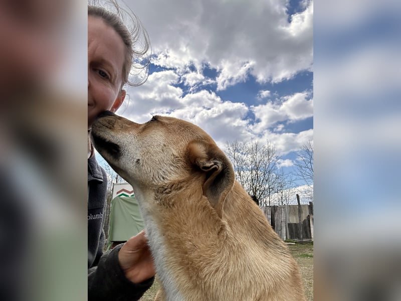 Fredi, Rüde, 3 Jahre ist ein toller Familienhund