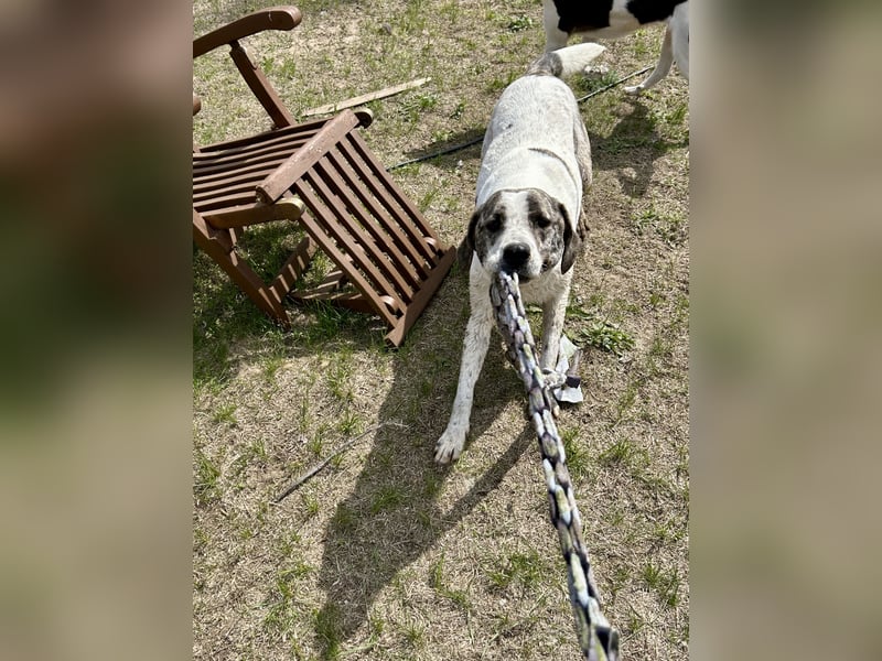 Zeusz, ein toller Hundemann sucht ein Zuhause