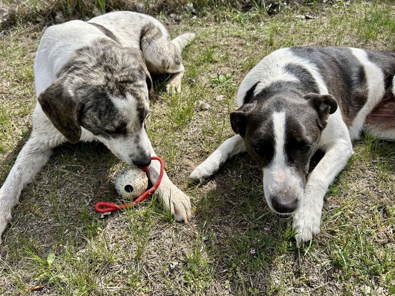 Seit fast 4 Jahren wartet die liebe CUKOR auf ihr Glück....auf IHRE Familie.
