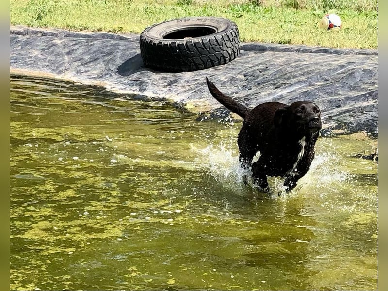 Unsere Traumhündin Dèzi sucht dich!