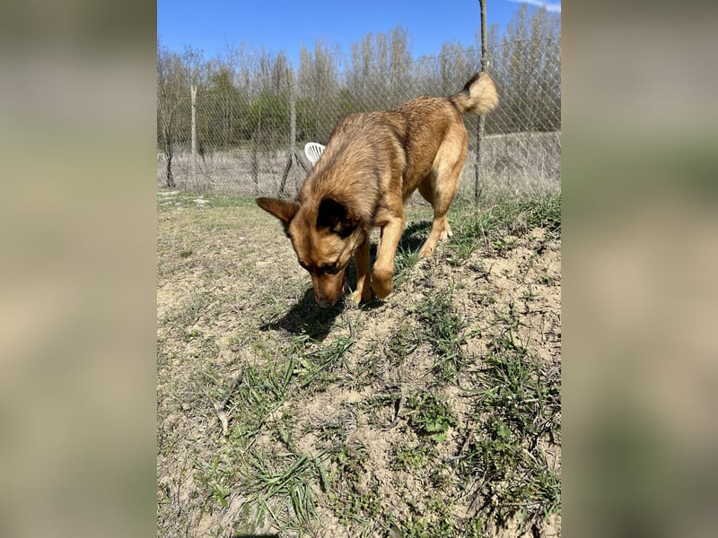 Wunderbare Lola, 3 Jahre alt, ca. 41 cm groß, sucht dich!