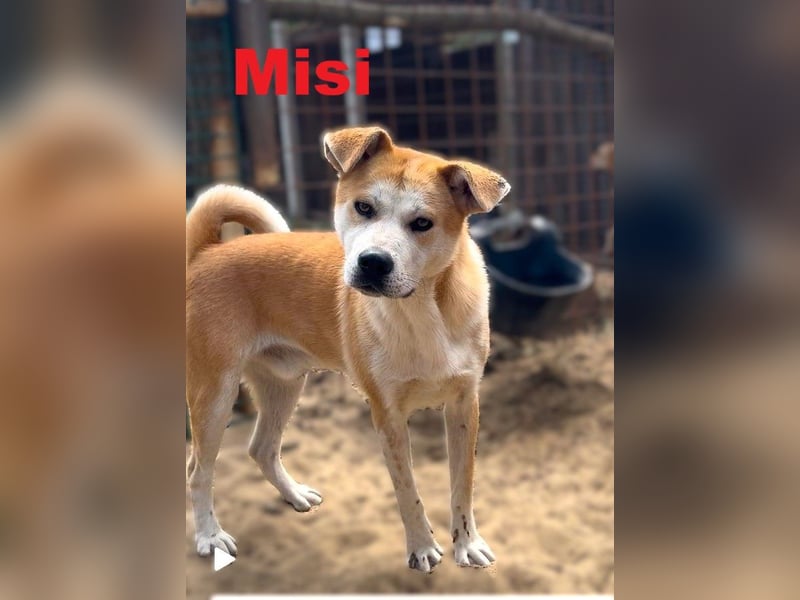 Ein Herz auf vier Pfoten sucht sein großes Glück: Misi