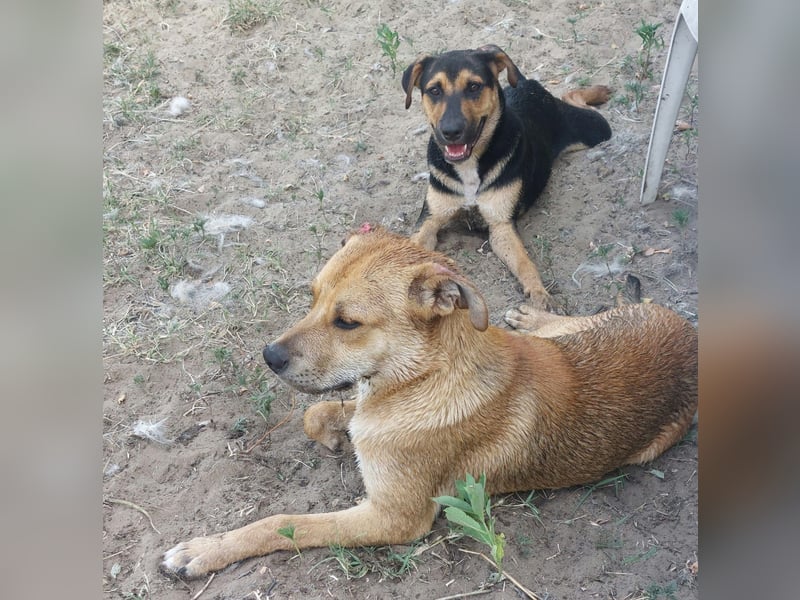 Fredi, Rüde, 3 Jahre ist ein toller Familienhund