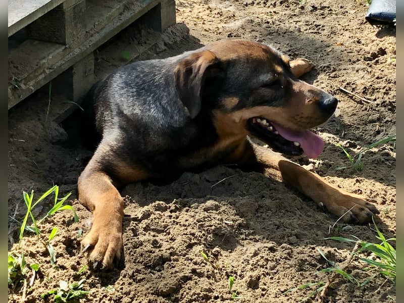 Unsere Herzensdame sucht!