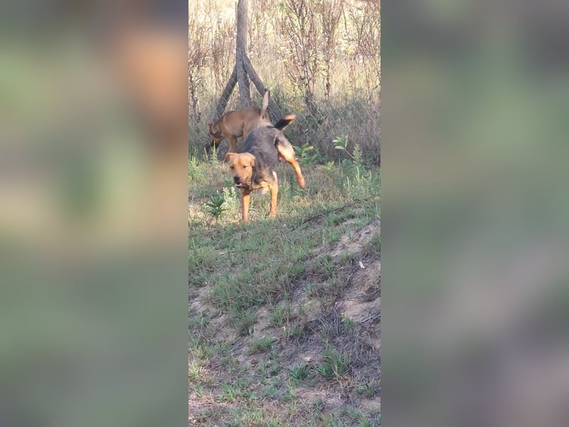 Felix, 1 Jahr alt, sucht seine Familie