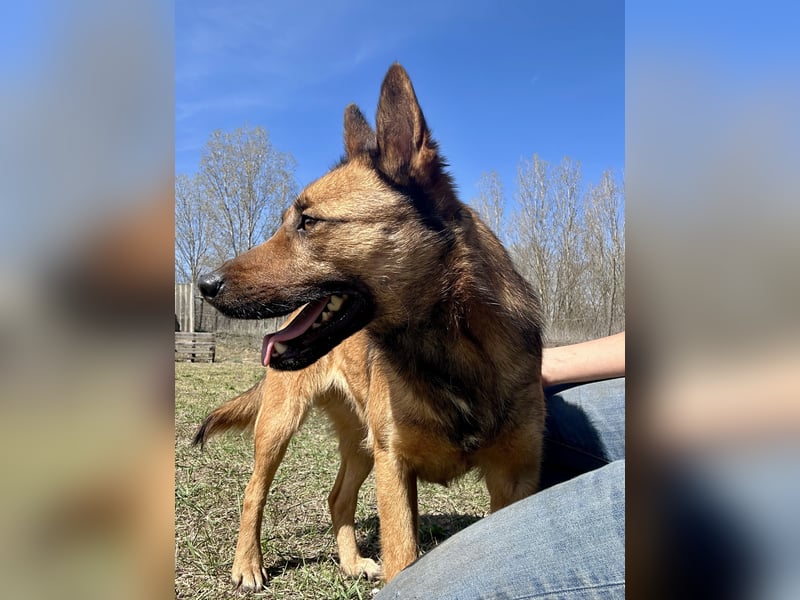 Wunderbare Lola, 3 Jahre alt, ca. 41 cm groß, sucht dich!