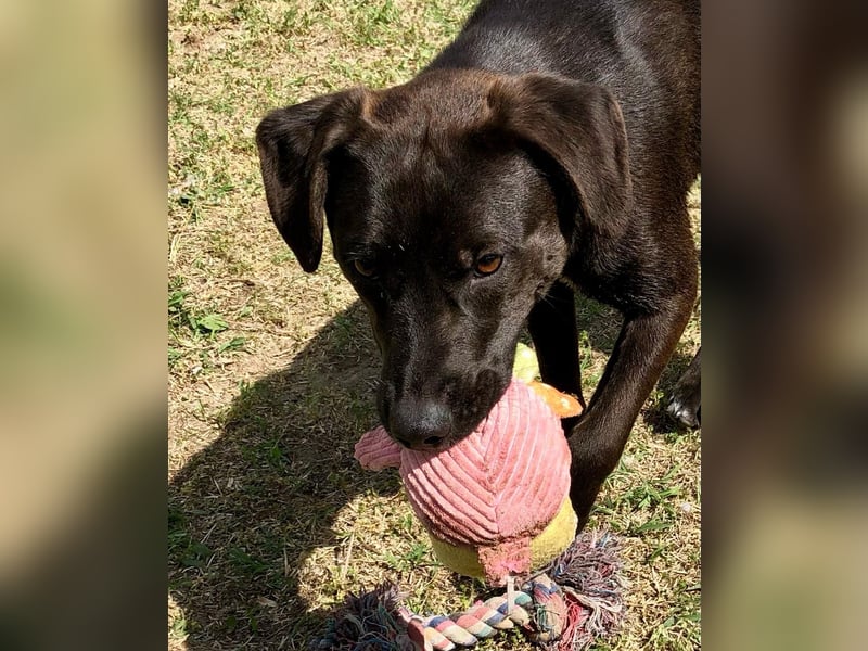 Unsere Traumhündin Dèzi sucht dich!