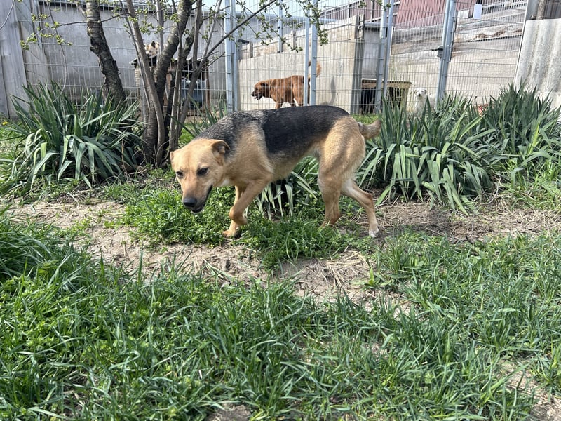 Bella, Hündin, absolut lieb und verschmust