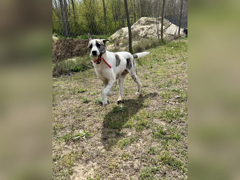 Zeusz, ein toller Hundemann sucht ein Zuhause