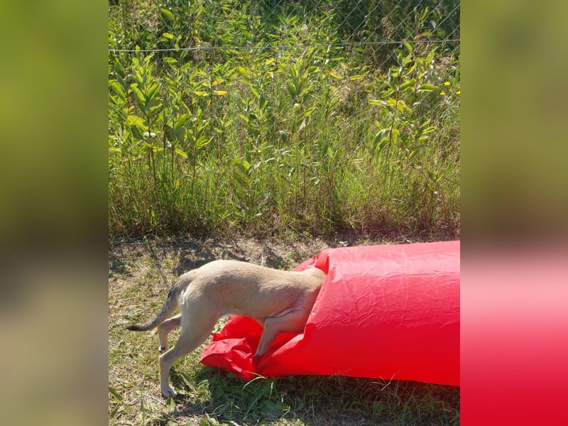 Csuti, 45cm, ist lieb, menschenbezogen und mag Kinder.
