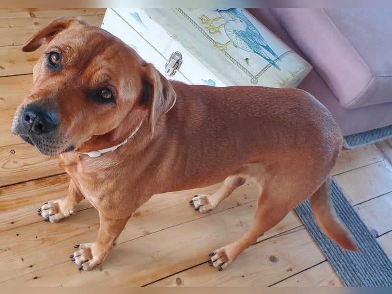 Marla sucht ein neues Zuhause (auf Pflegestelle in Billerbeck)
