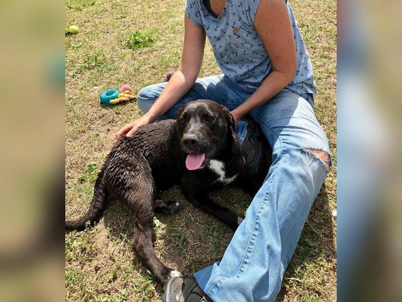 Unsere Traumhündin Dèzi sucht dich!