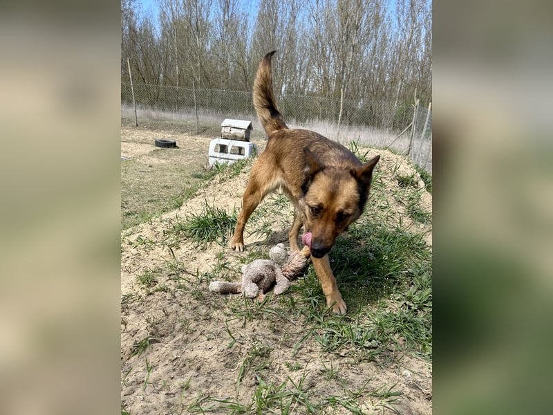 Wunderbare Lola, 3 Jahre alt, ca. 41 cm groß, sucht dich!